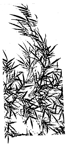 bamboo